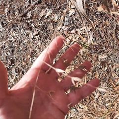 Chasmanthium latifolium