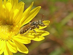 Perdita swenki
