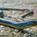 Eastern Glass Lizard - Photo (c) Philippe Blais, some rights reserved (CC BY-NC-ND), uploaded by Philippe Blais