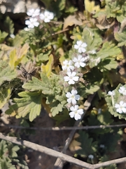 Glandularia quadrangulata