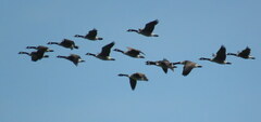 Branta canadensis maxima