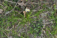 Nothoscordum bivalve