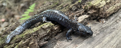 Ambystoma