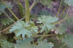 Perityle emoryi