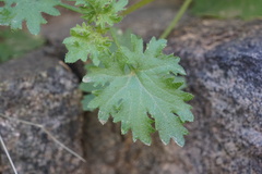 Perityle emoryi