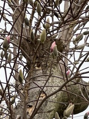 Magnolia liliiflora