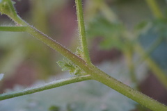 Perityle emoryi