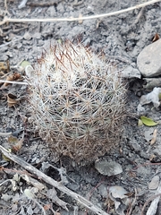 Escobaria emskoetteriana