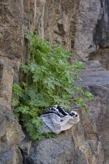 Perityle emoryi
