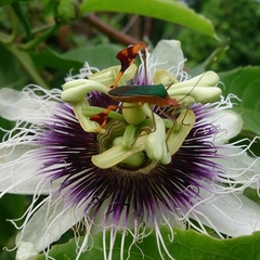 Anisoscelis foliaceus