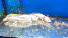 Ambystoma mexicanum