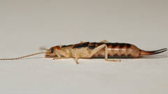 Labidura truncata