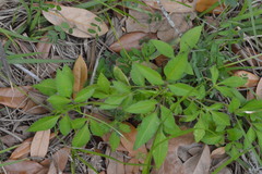 Bidens alba