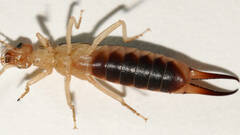 Labidura truncata