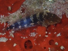 Hypleurochilus bermudensis