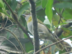 Cyclarhis nigrirostris