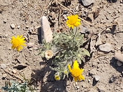 Tetraneuris linearifolia