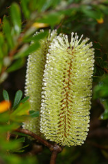 Banksia canei