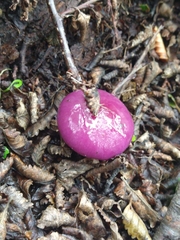 Cortinarius magellanicus