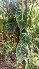 Philodendron verrucosum
