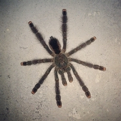 Avicularia