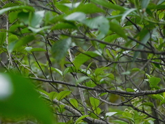 Cyclarhis nigrirostris