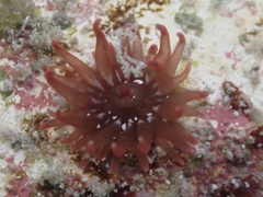 Anemonia sargassensis