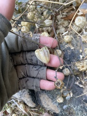 Physalis crassifolia