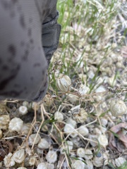 Physalis crassifolia