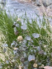 Physalis crassifolia