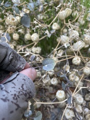 Physalis crassifolia