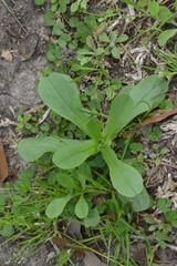 Valerianella radiata