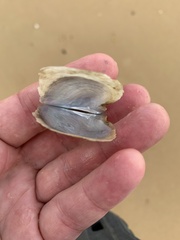 Pterioidea