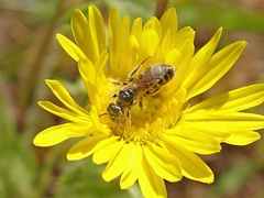 Perdita swenki