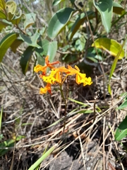 Epidendrum radicans