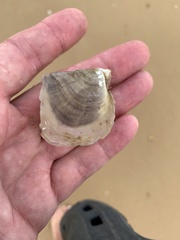 Pterioidea