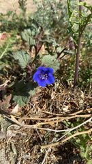 Phacelia campanularia