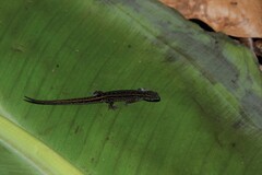 Lepidoblepharis heyerorum