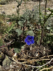 Phacelia campanularia