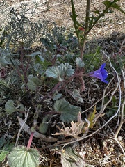 Phacelia campanularia