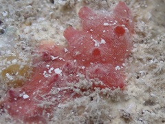 Styelidae