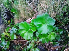 Ranunculus cortusifolius