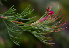 Adenanthos × cunninghamii