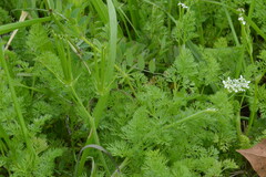 Scandix pecten-veneris