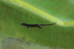 Lepidoblepharis heyerorum