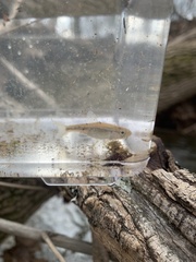 Luxilus chrysocephalus