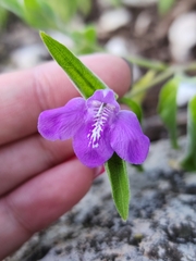 Poikilacanthus tweedieanus
