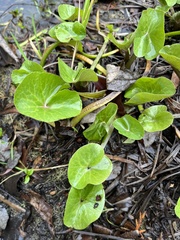 Petasites pyrenaicus