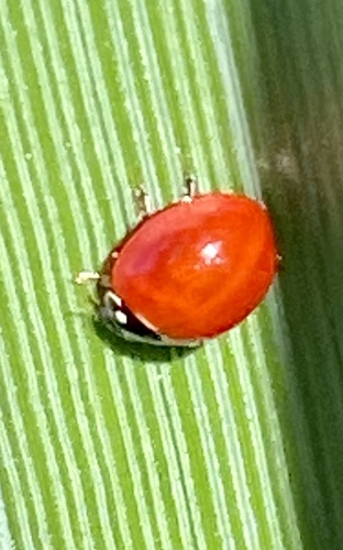 iNaturalist observation photo of Spotless Lady Beetle