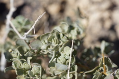 Atriplex confertifolia